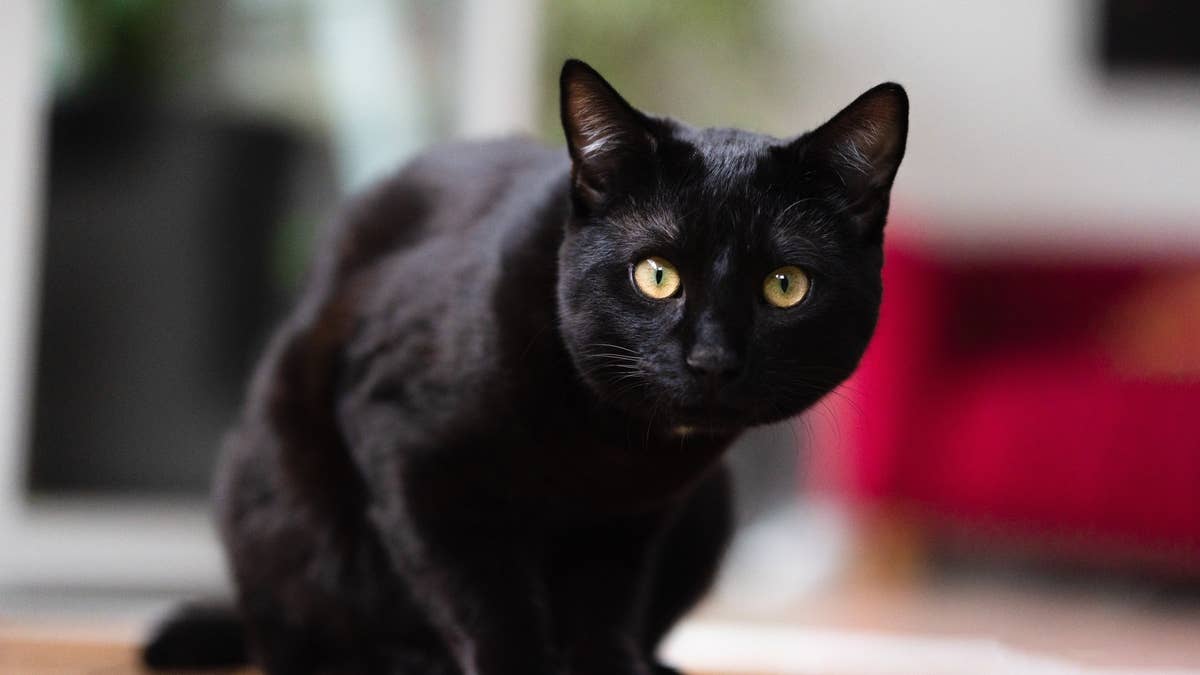 black-cat-insists-on-touching-every-matchbook-on-mom-s-coffee-table-and