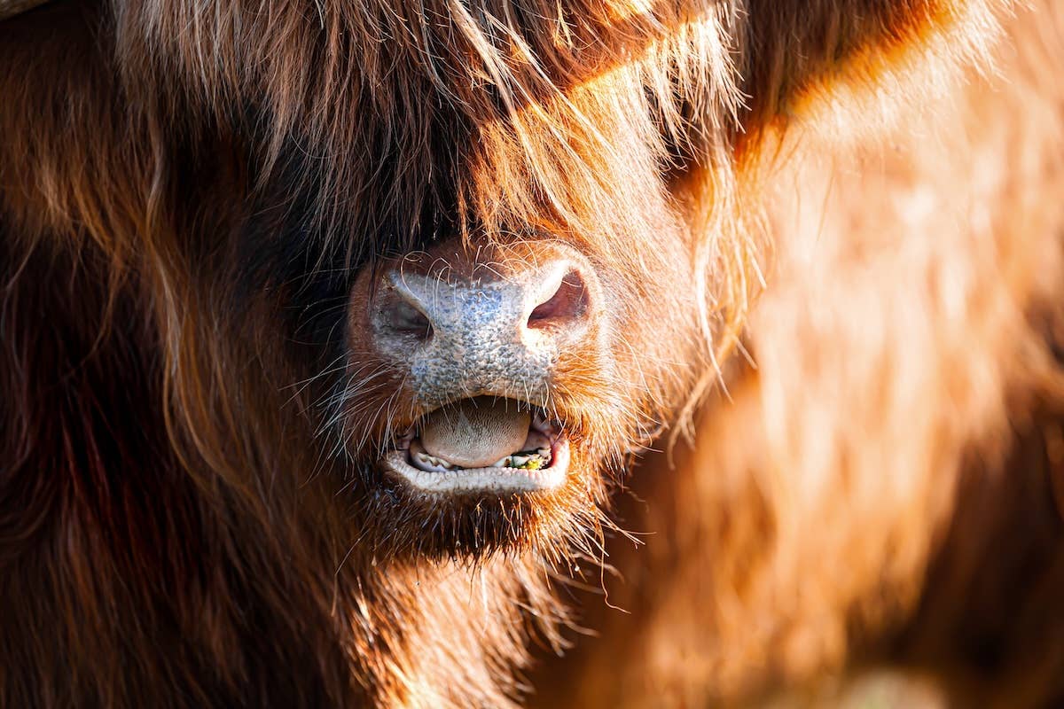 Fluffy Mini Highland Cow in Bows Is the Only Valentine We Need - Parade ...