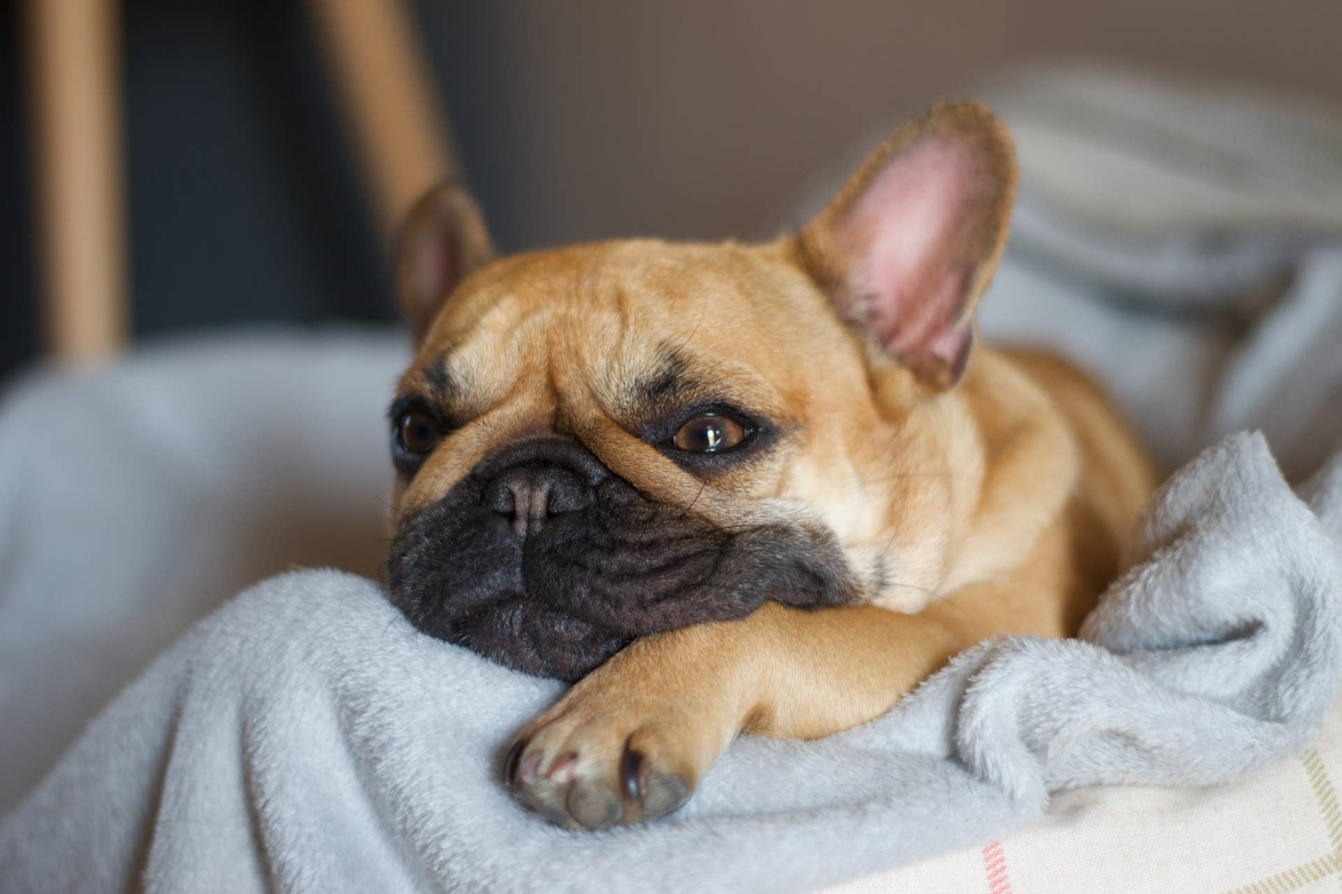 Bulldog Goes in Timeout With His Human but Can’t Figure Out What To Do ...