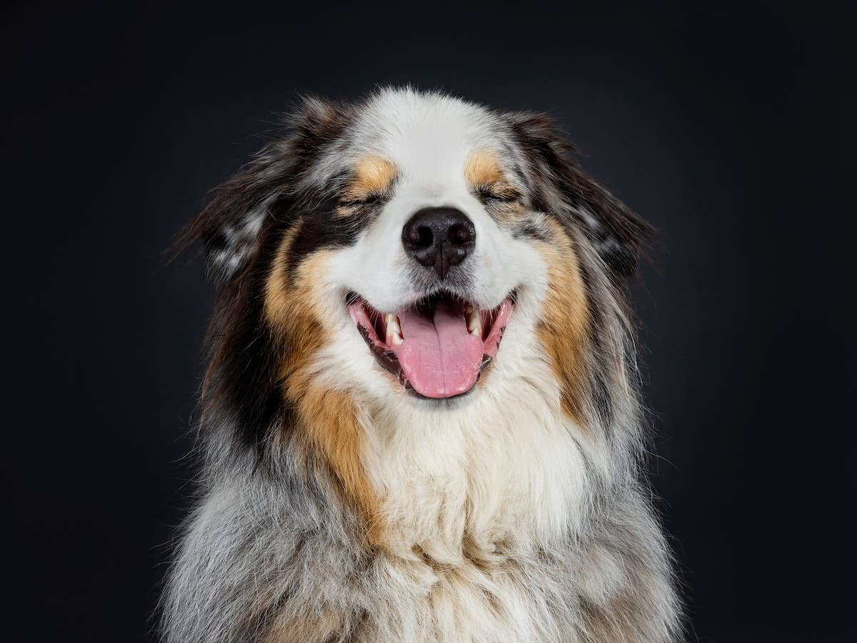 Smiling Aussie Mini Aussie Puppy Learning To Skateboard Has People Cheering - Parade Pets