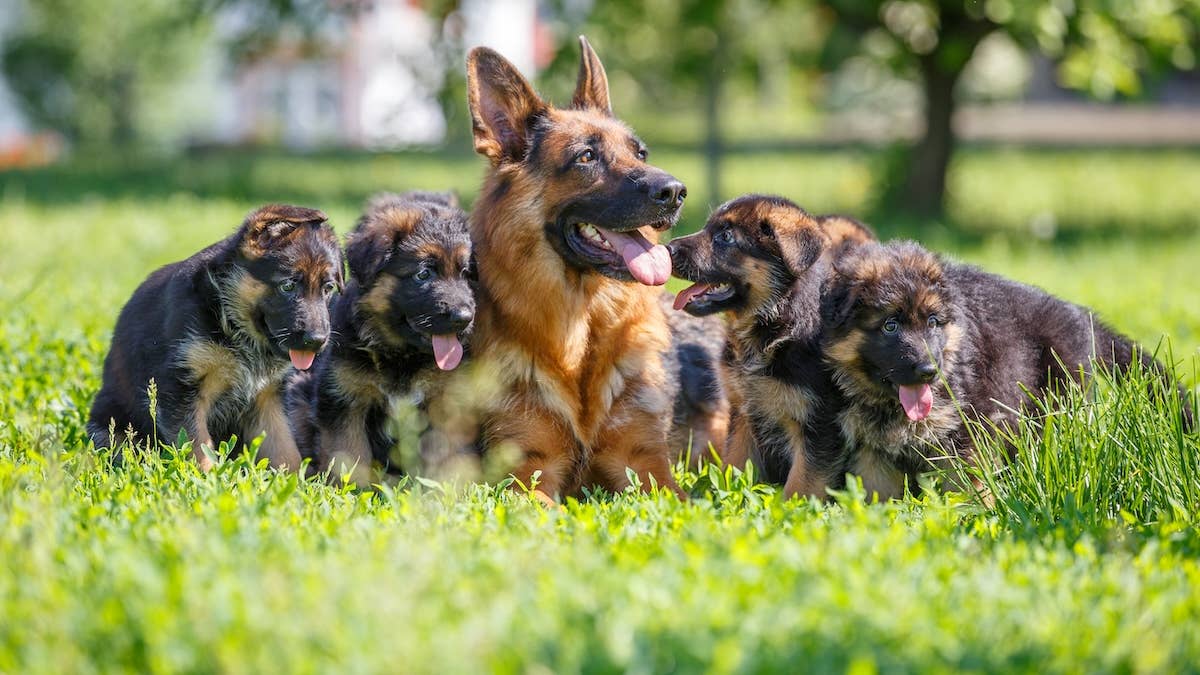 Senior German Shepherd Jealous Of New Puppy Parade Pets senior-german-shepherd-jealous-of-new-puppy-parade-pets