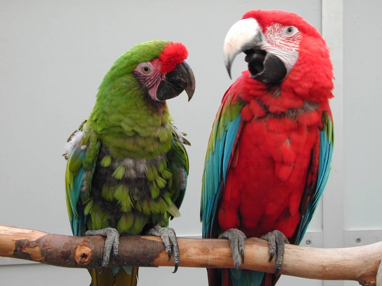 The 5 Easiest Words to Teach Your Pet Parrot, Say Vets - Parade Pets