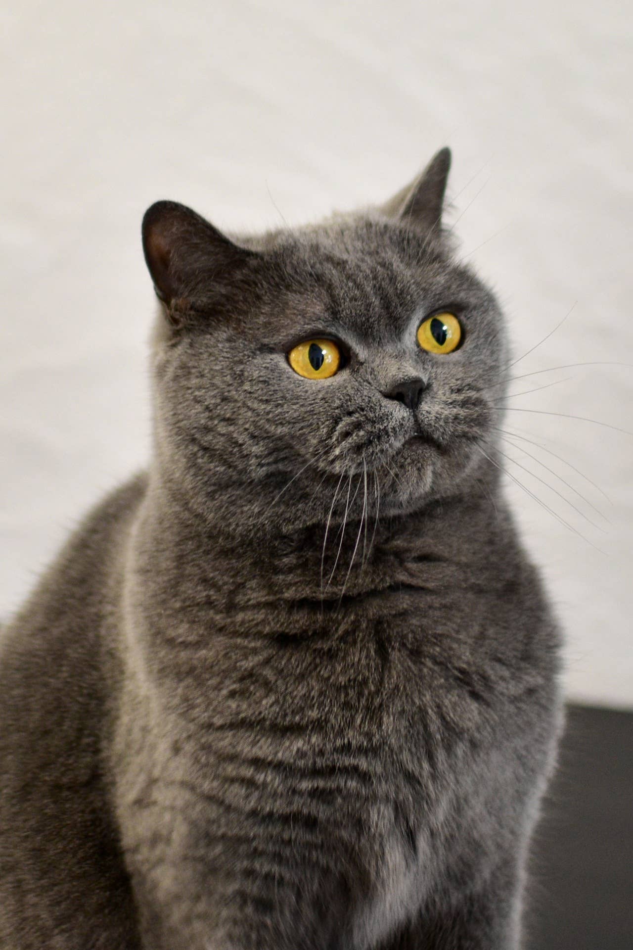 Illustration of Low Maintenance Characteristics Pets