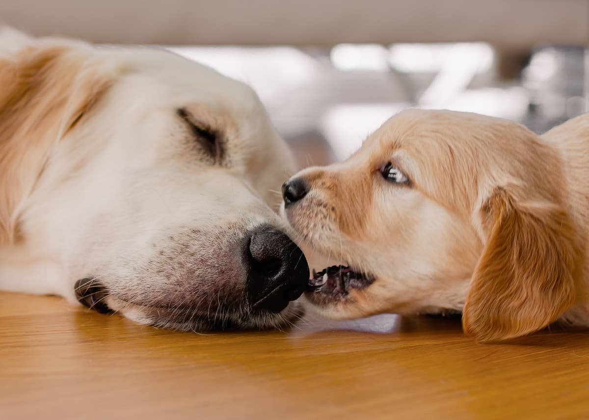Golden Retriever Puppy Gets A Lesson In Dog Manners And Everyone s Golden Retriever Puppy Gets A Lesson In Dog Manners And Everyone s