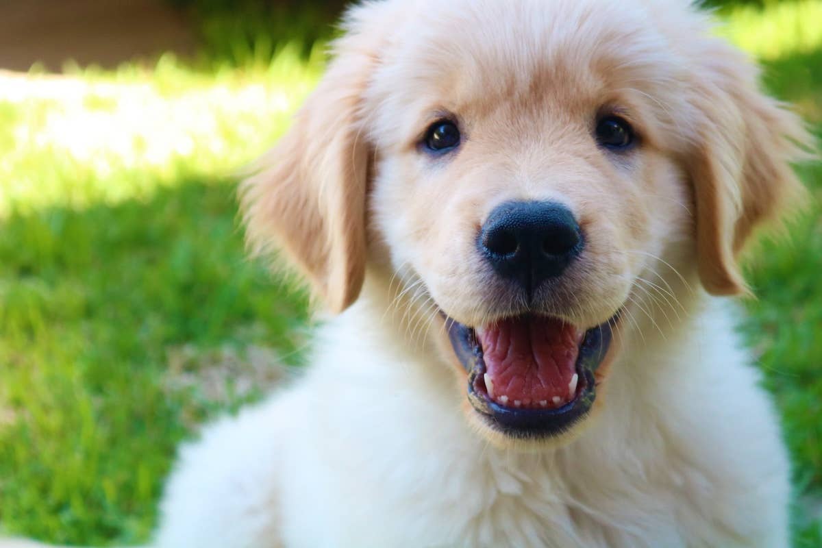 Golden Retriever Puppy s First Visit From The Tooth Fairy Is Pure Golden Retriever Puppy s First Visit From The Tooth Fairy Is Pure
