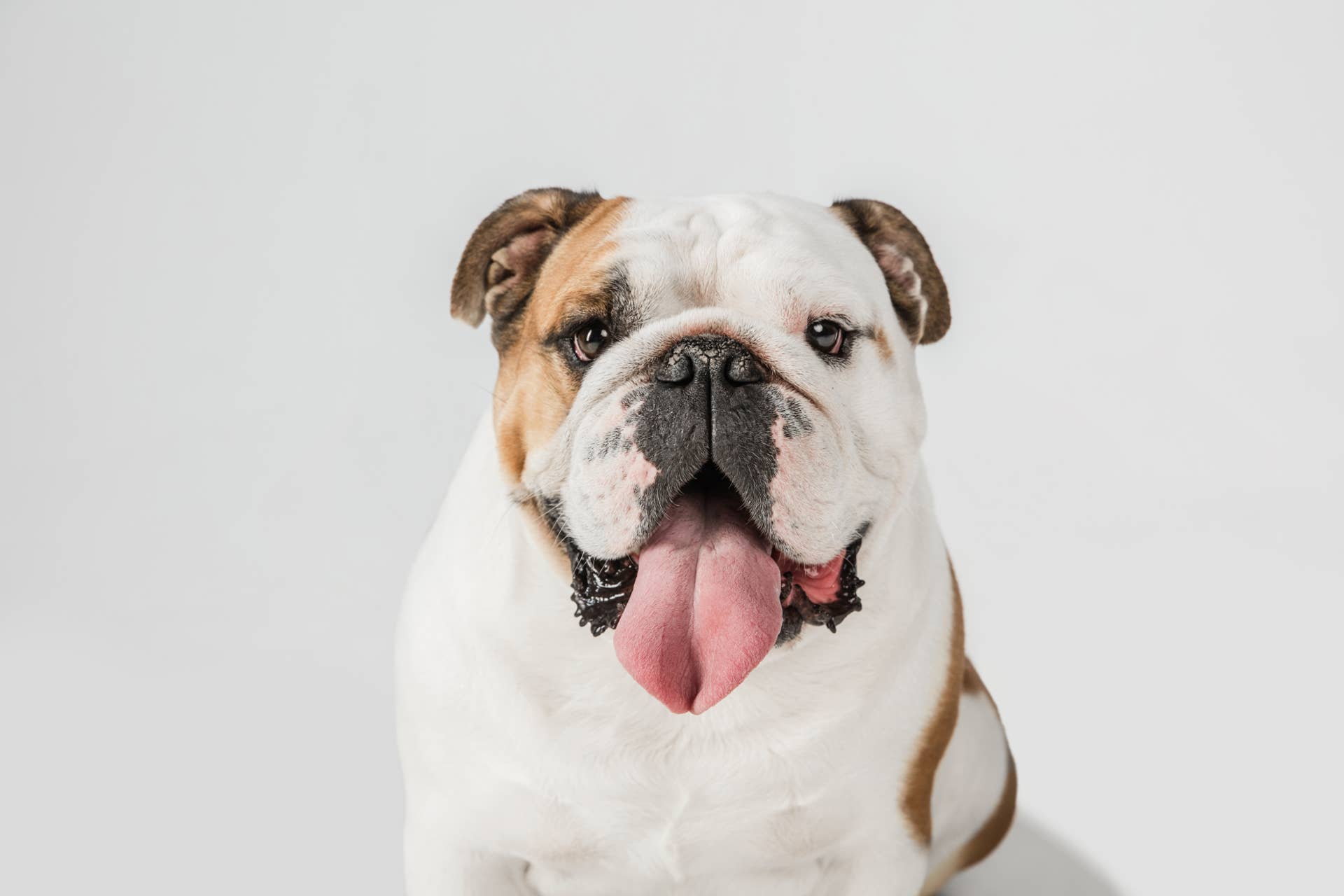 Excited Pug Makes the Weirdest Sound When He Hears These Two Words—and ...
