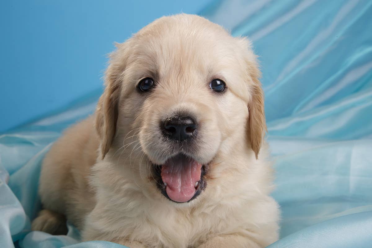 Golden Retriever Puppy Making A Jailbreak From His Playpen Is A Regular Golden Retriever Puppy Making A Jailbreak From His Playpen Is A Regular