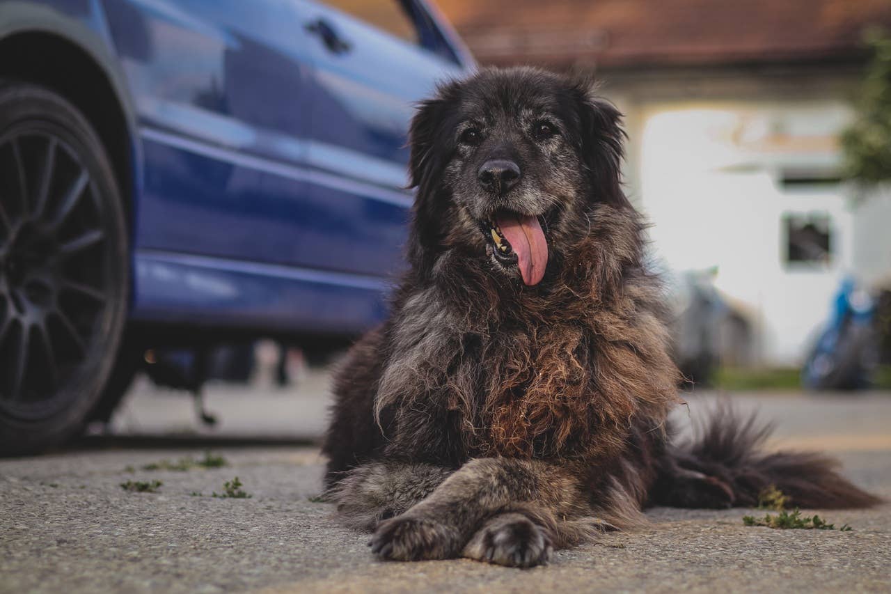Why Do Dogs Cross Their Paws? 7 Meanings, Via a Trainer - Parade Pets