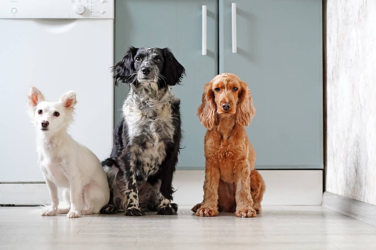 Current Dog Breed Ranked Best In The U S Isn t What You d Expect current-dog-breed-ranked-best-in-the-u-s-isn-t-what-you-d-expect