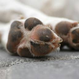 Pure White Basset Hound With Vitiligo Has the Internet Obsessed