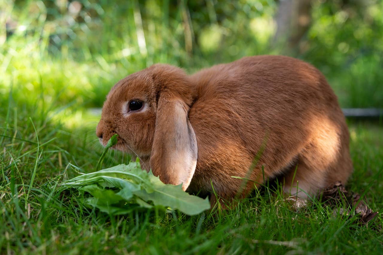 7 Bunny Breeds That Act Like Dogs and Cats, Says a Vet - Parade Pets