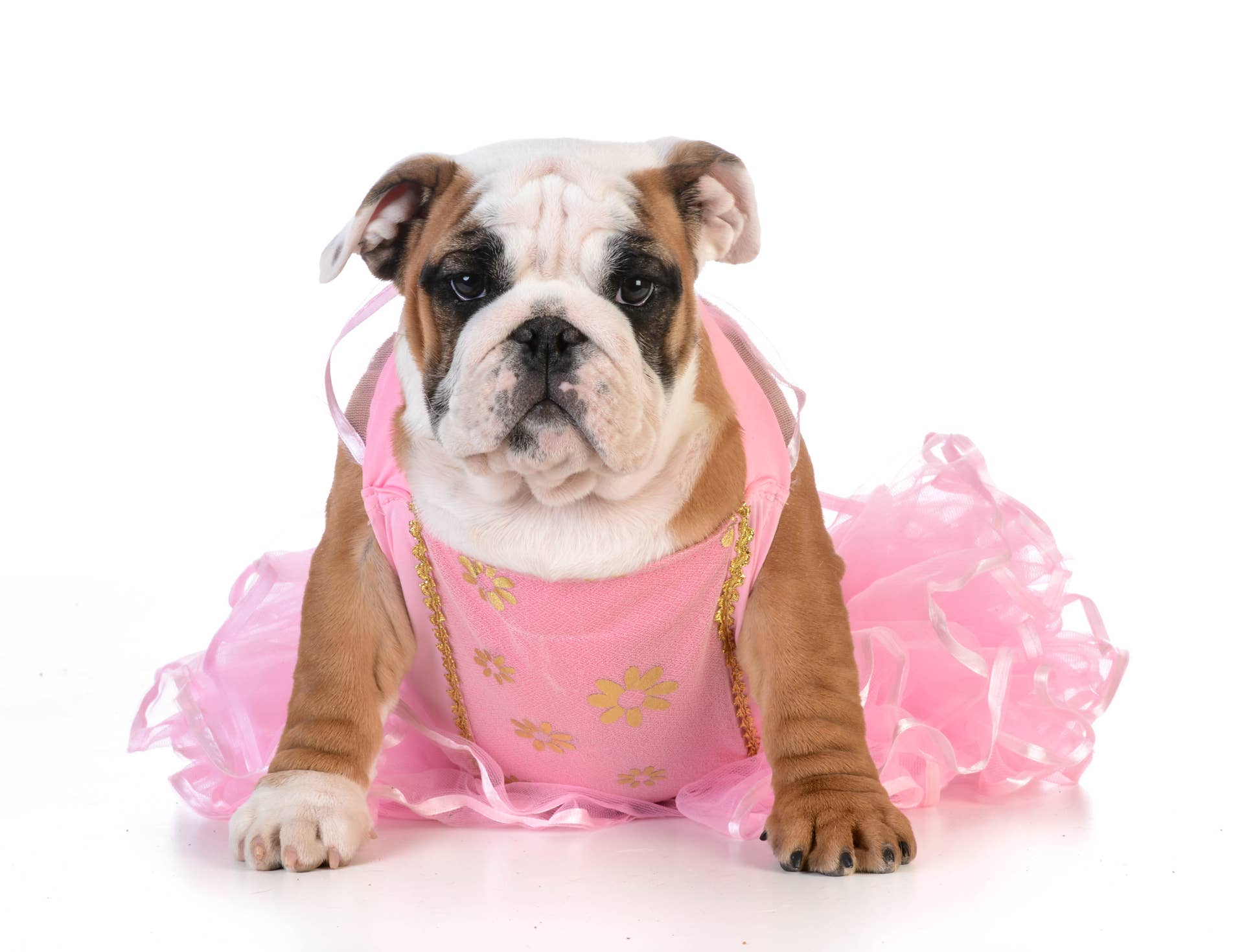 Little Girl's 'GRWM' Video With Bulldog Wins the Internet - Parade Pets