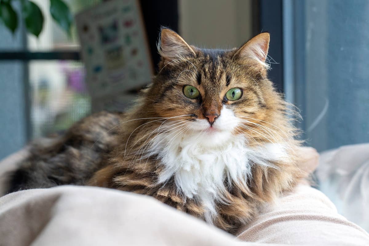 Friendly Icelandic Cat Treats Local Shops Like a Second Home - Parade Pets