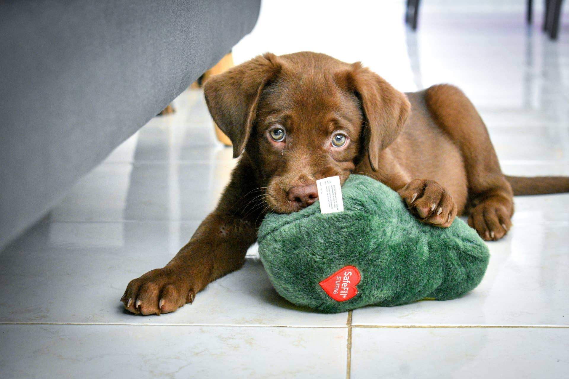 Little Labrador Puppy's Pure Bliss Over Very First Bath Will Make Your ...
