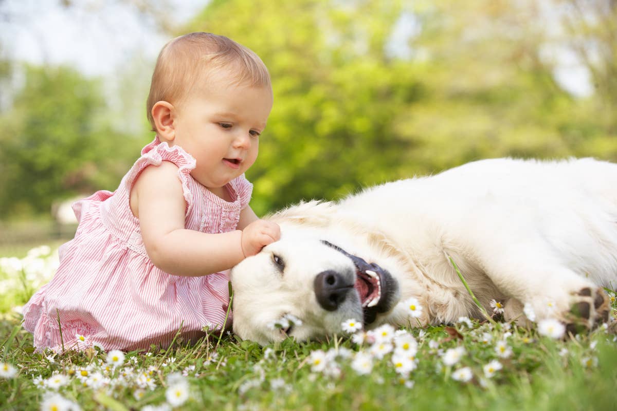 Baby Girl's Fit of Giggles Upon Seeing Her Golden Retrievers Will Make You  Go 'Aww!' - Parade Pets