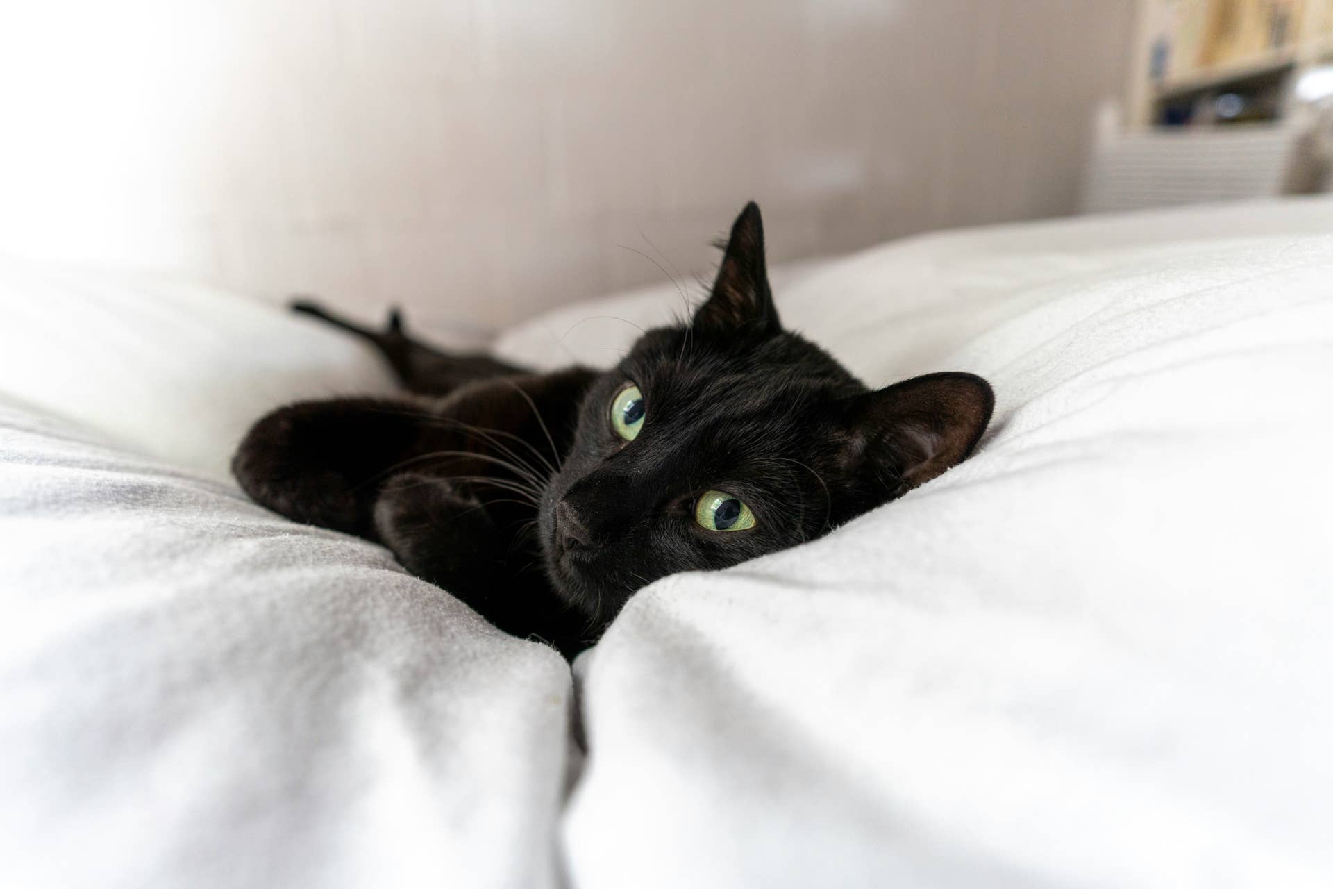 Shelter Cat Wins Man Over Despite Financial and Moving Concerns ...