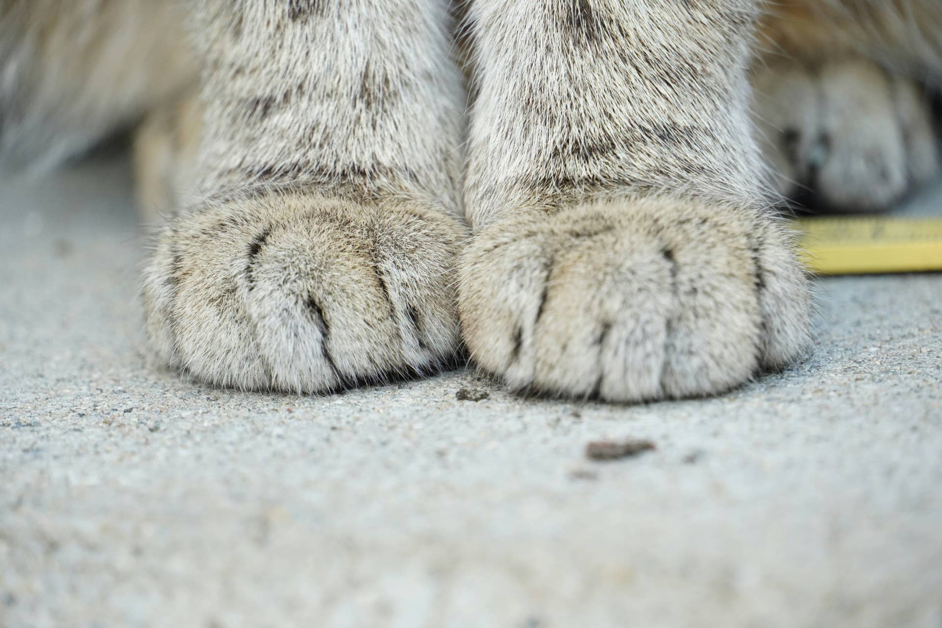Cat Breed Ranked #1 'Rarest in the World' Is the Result of a Genetic ...