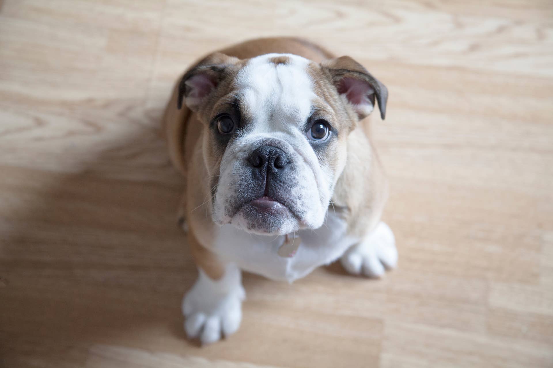Bulldog Puppy Spots Mom With Camera and Her Bunny-Hopping Protest Is ...