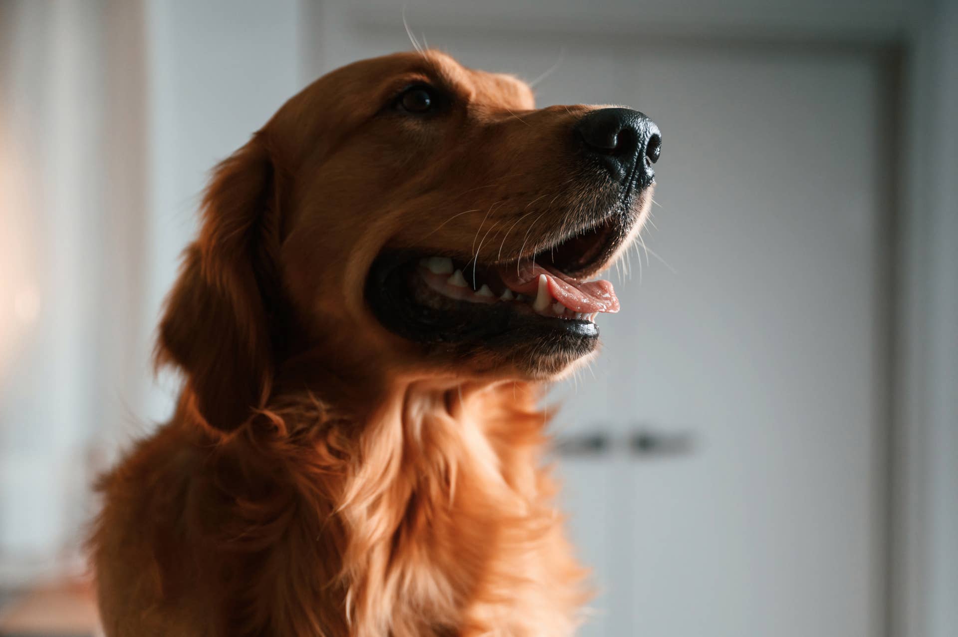Golden Retriever Is Mesmerized By Olympic Skiers Because He Wants To golden-retriever-is-mesmerized-by-olympic-skiers-because-he-wants-to