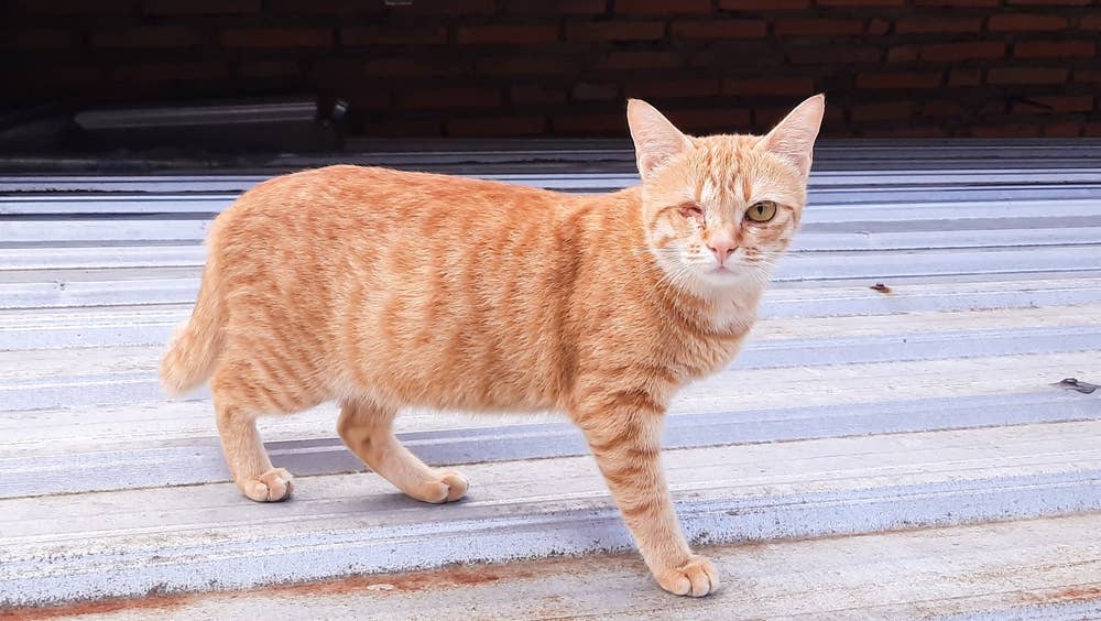 One-Eyed Orange Cat Named 'Nicholas Cage' Totally Nails the Part ...