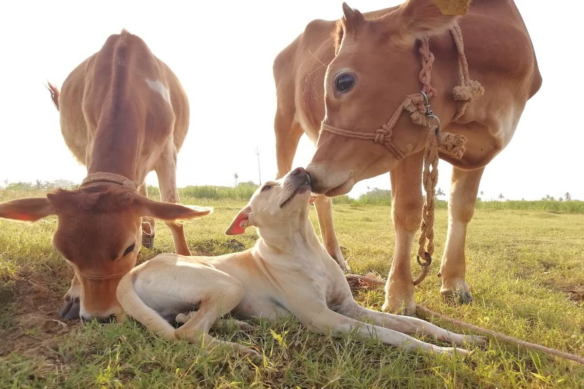 Chocolate Labrador Finds Field of ‘Chocolate Cows' - Parade Pets