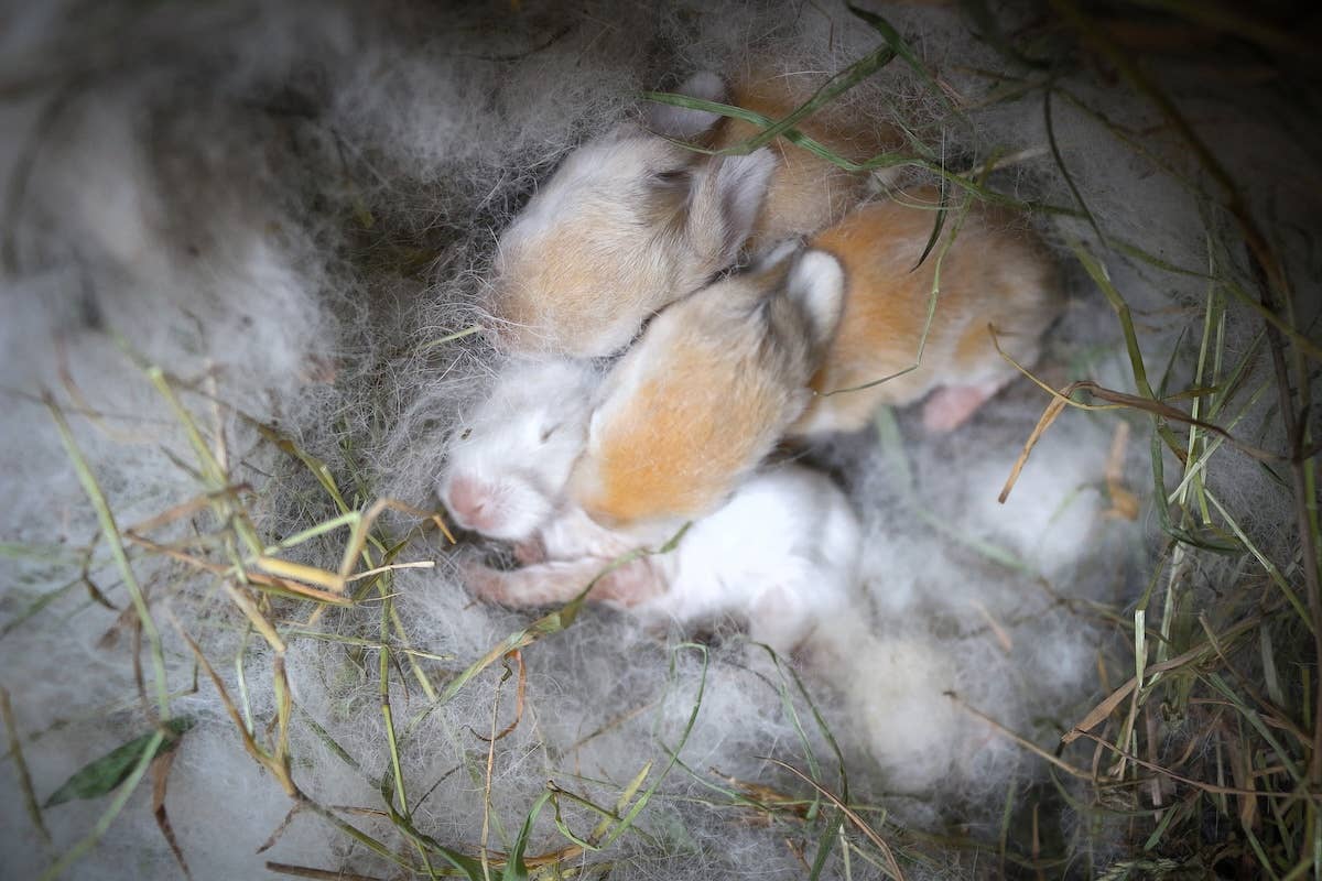 Tiny, Chirping Dust Bunnies Pop up Like Popcorn and We Cannot Cope ...