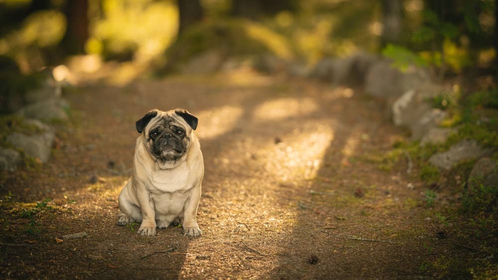 Dramatic Pug 'Crashes Out' on Hike Every Time Dad Tries to Take a Break ...