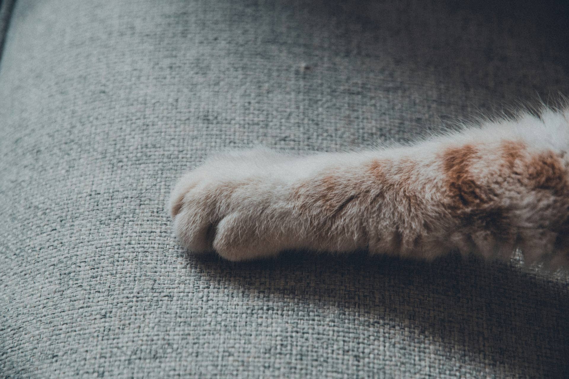 Orange Cat's Tail Becomes Kitten Toy in Epic Twist - Parade Pets