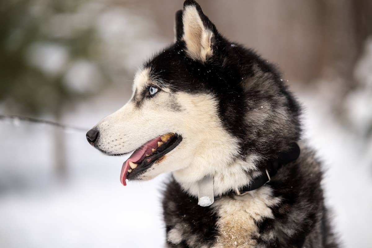 Neighbor Kid's Snow Day With Rescue Husky Is Pure Wholesome Joy