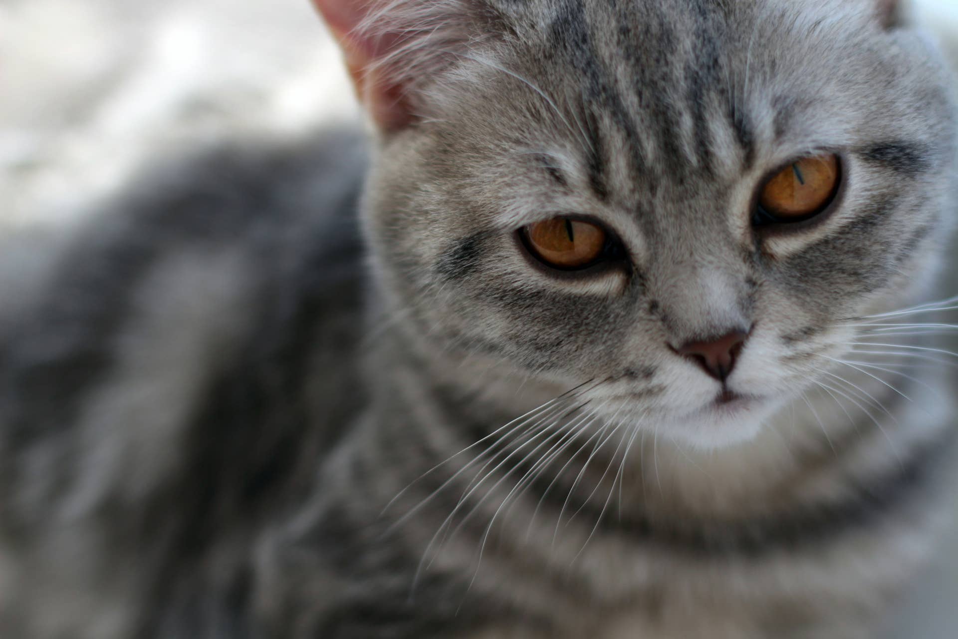 Shelter Cat Who 'Sits Like She's Had a Long Day at Work' Is Positively ...