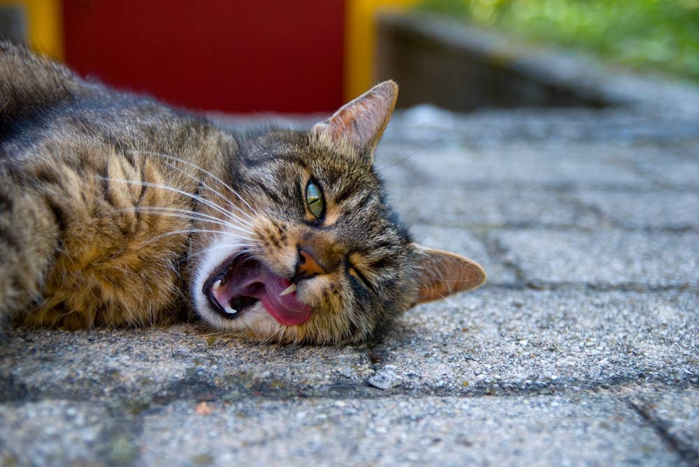 Dramatic Cat Fakes an Eye Injury Whenever His Human Has a Snack ...