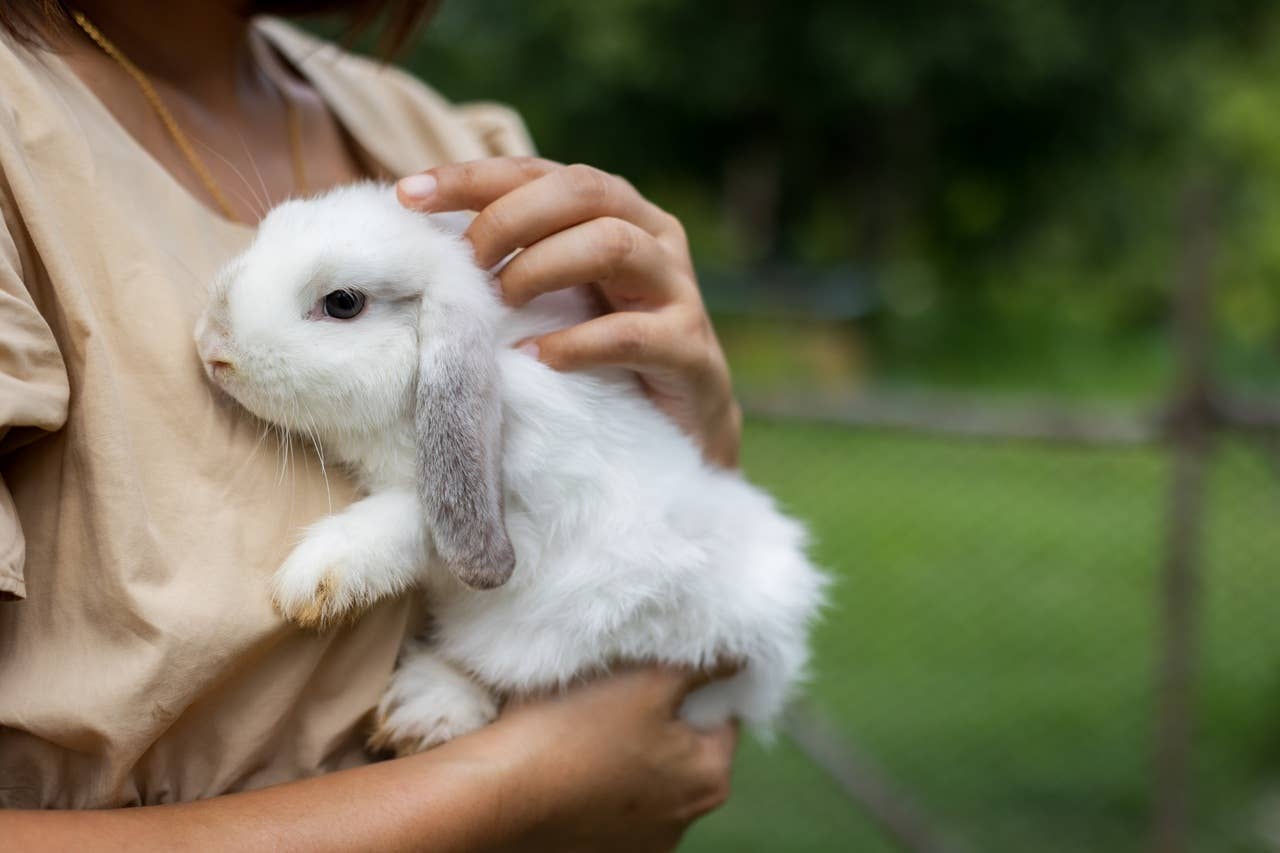 7 Cute and Funny Signs Your Pet Rabbit Fully Trusts You, Says a Vet ...