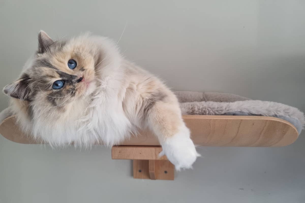 Rare ‘Peach Tortie’ Ragdoll Cat Looks Like the Sweetest Girl - Parade Pets