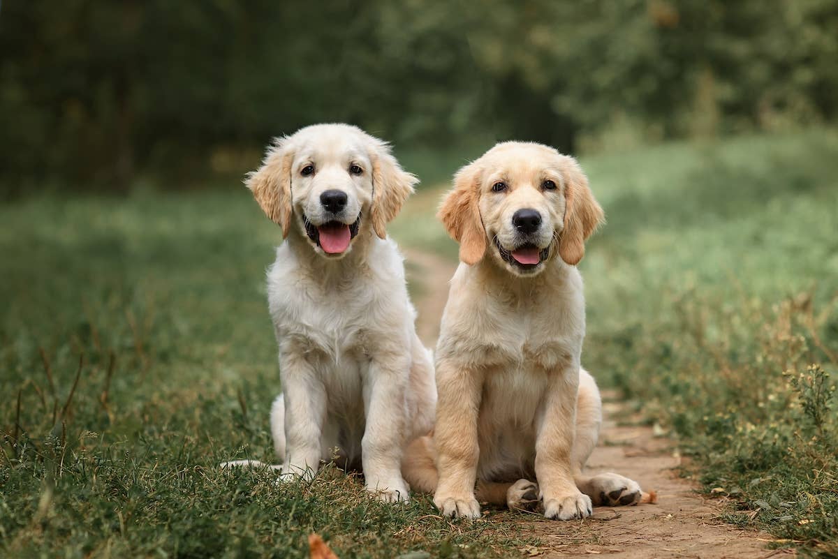 Most Popular Puppy Names of 2026, According to Camp Bow Wow Parade Pets Most Popular Puppy Names of 2026, According to Camp Bow Wow Parade Pets