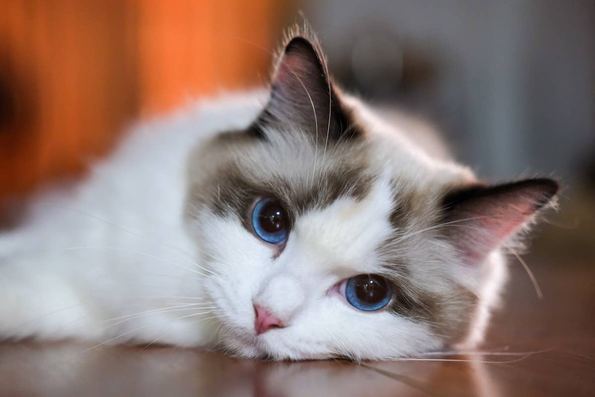 Rare ‘Peach Tortie’ Ragdoll Cat Looks Like the Sweetest Girl - Parade Pets