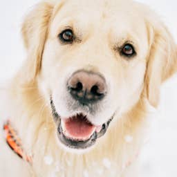 Mom Records the Exact Moment Her Golden Retriever Knew Something Was Wrong