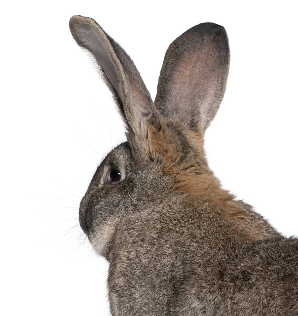 Enormous Flemish Giant Rabbit Is Practically the Size of His Dad ...
