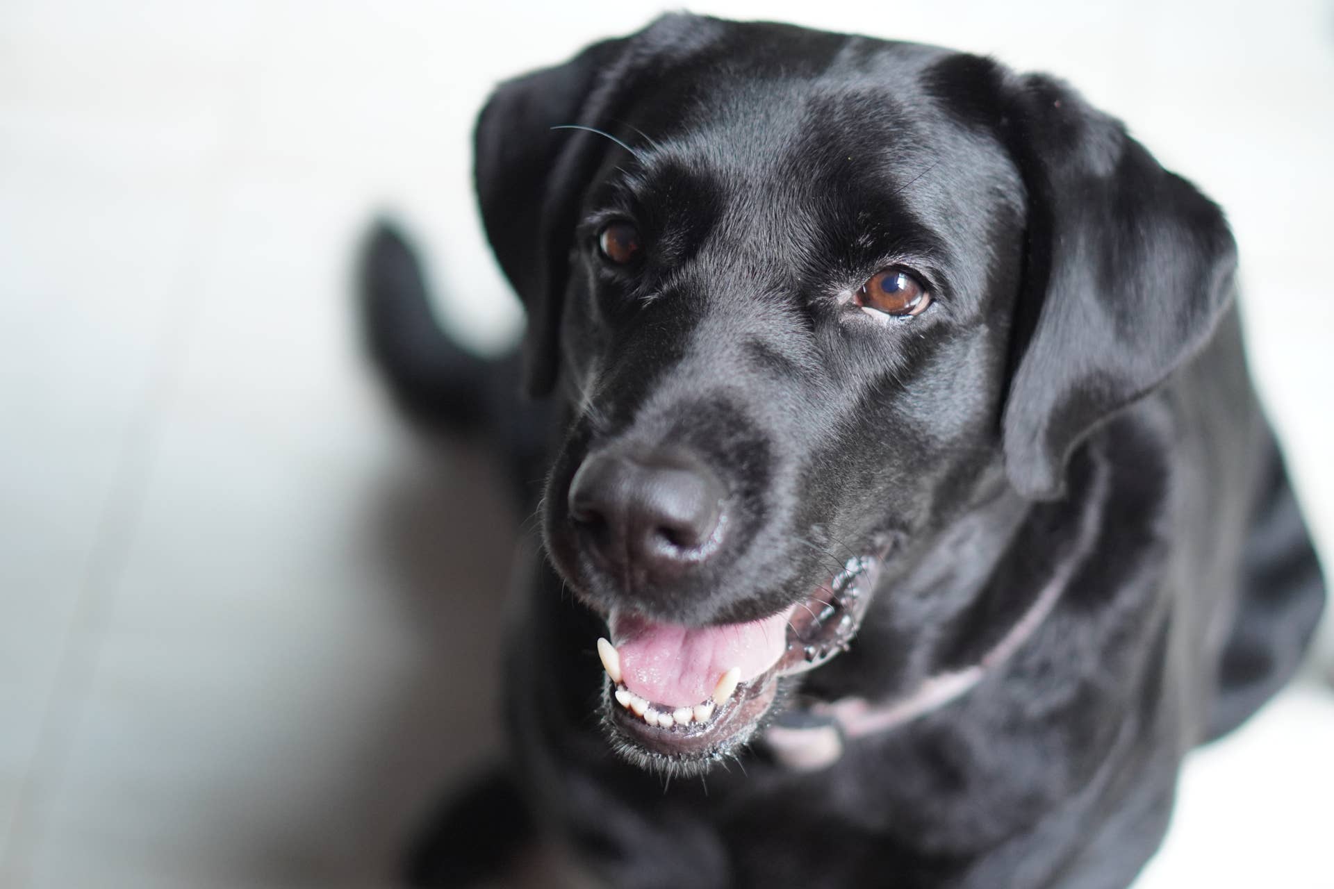 Black Labrador's Hilarious Pig-Like Growls Will Make You Smile - Parade ...
