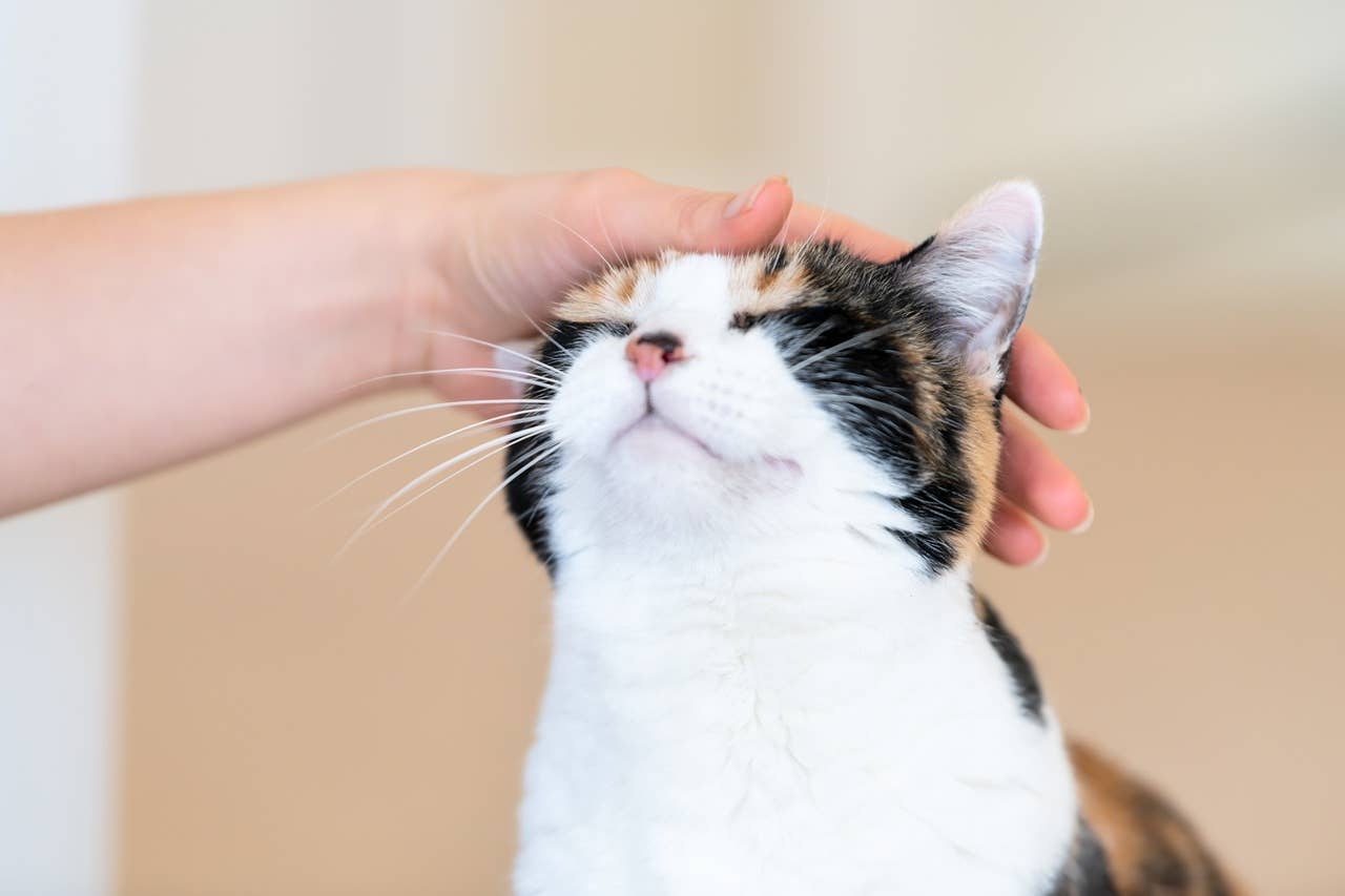 7-signs-you-are-your-cat-s-safe-place-according-to-vets-parade-pets
