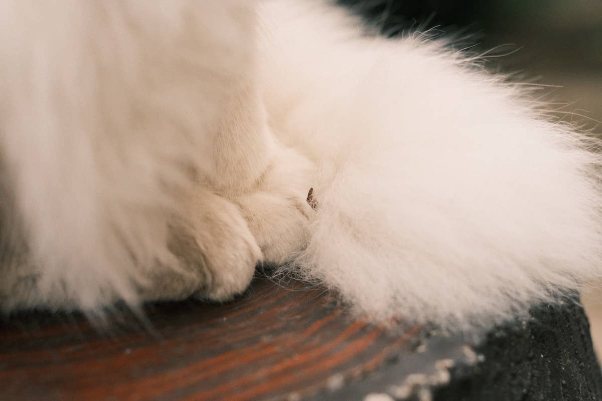 Giant White Cat Looks Like the Angriest Cloud on Earth - Parade Pets
