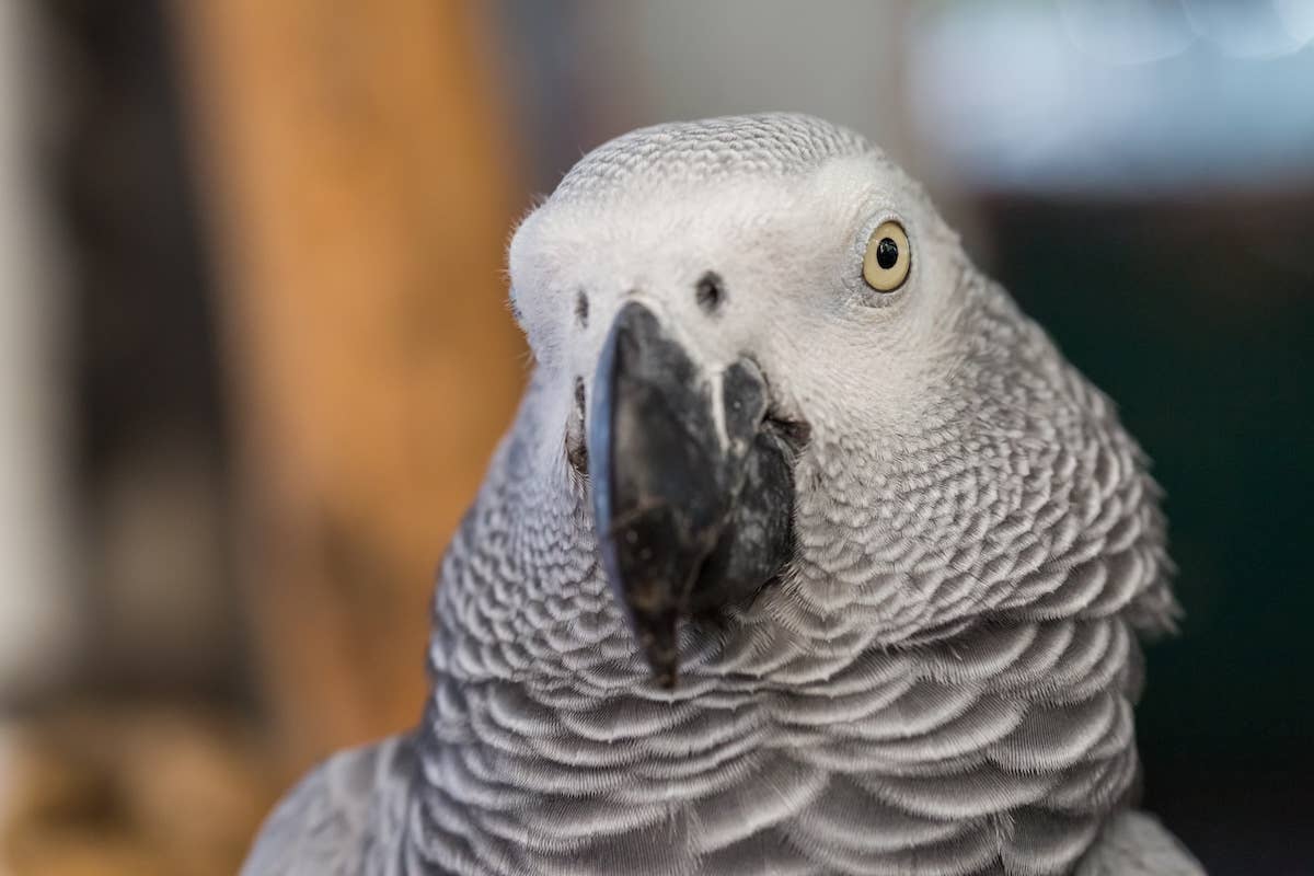 Pampered Parrot Throws Epic Fit Over ‘Surprise Bath' - Parade Pets