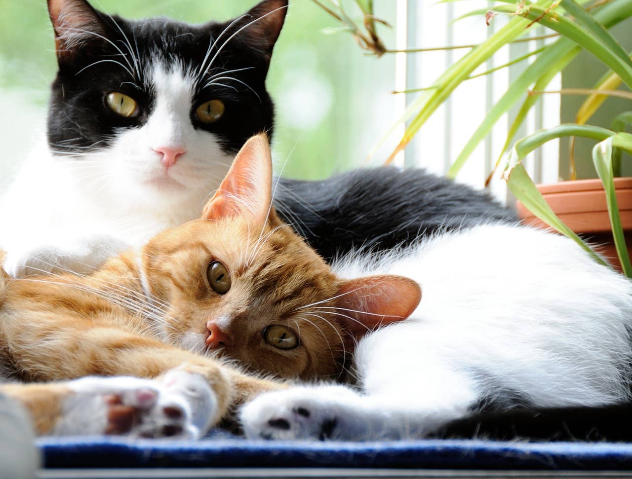 6 Best Emotional Support Cat Breeds for Veterans - Parade Pets