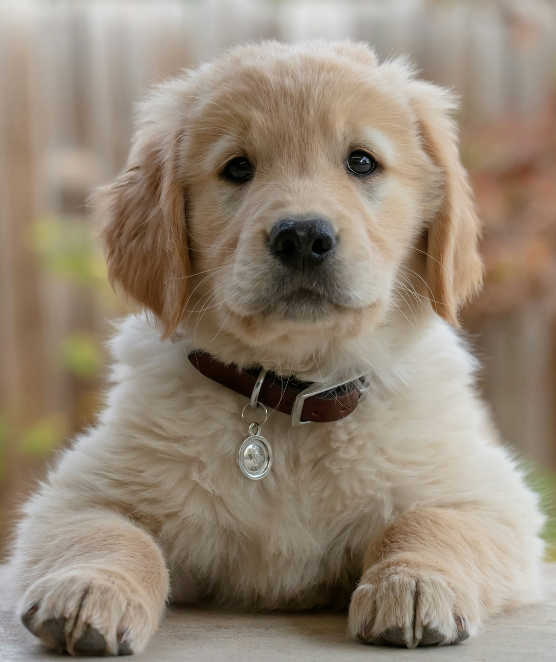 Golden Retriever Doing Tricks Like A Seal Has The Internet Clearly Golden Retriever Doing Tricks Like A Seal Has The Internet Clearly