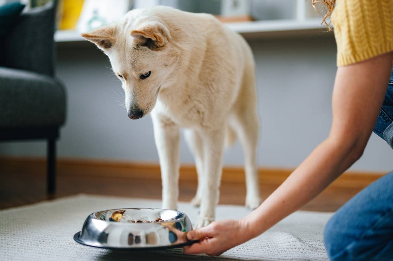 Refusing Dog Dog Suddenly Not Eating? Vets Explains What To Do - Parade Pets