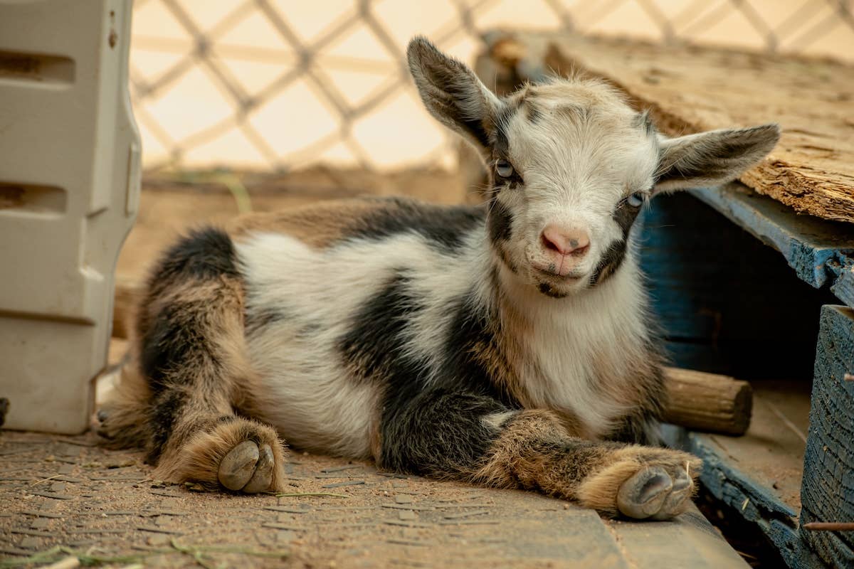 Baby Goat’s Awesome ‘Heart Nose’ Has Everyone in Love - Parade Pets