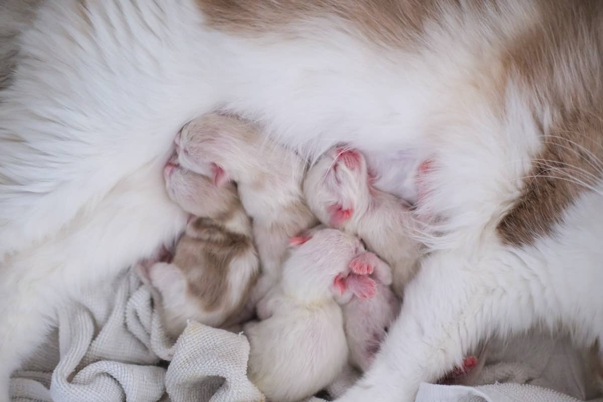 Ragdoll Kittens’ Adorable ‘Cuddle Fest’ Could Heal Any Heart - Parade Pets