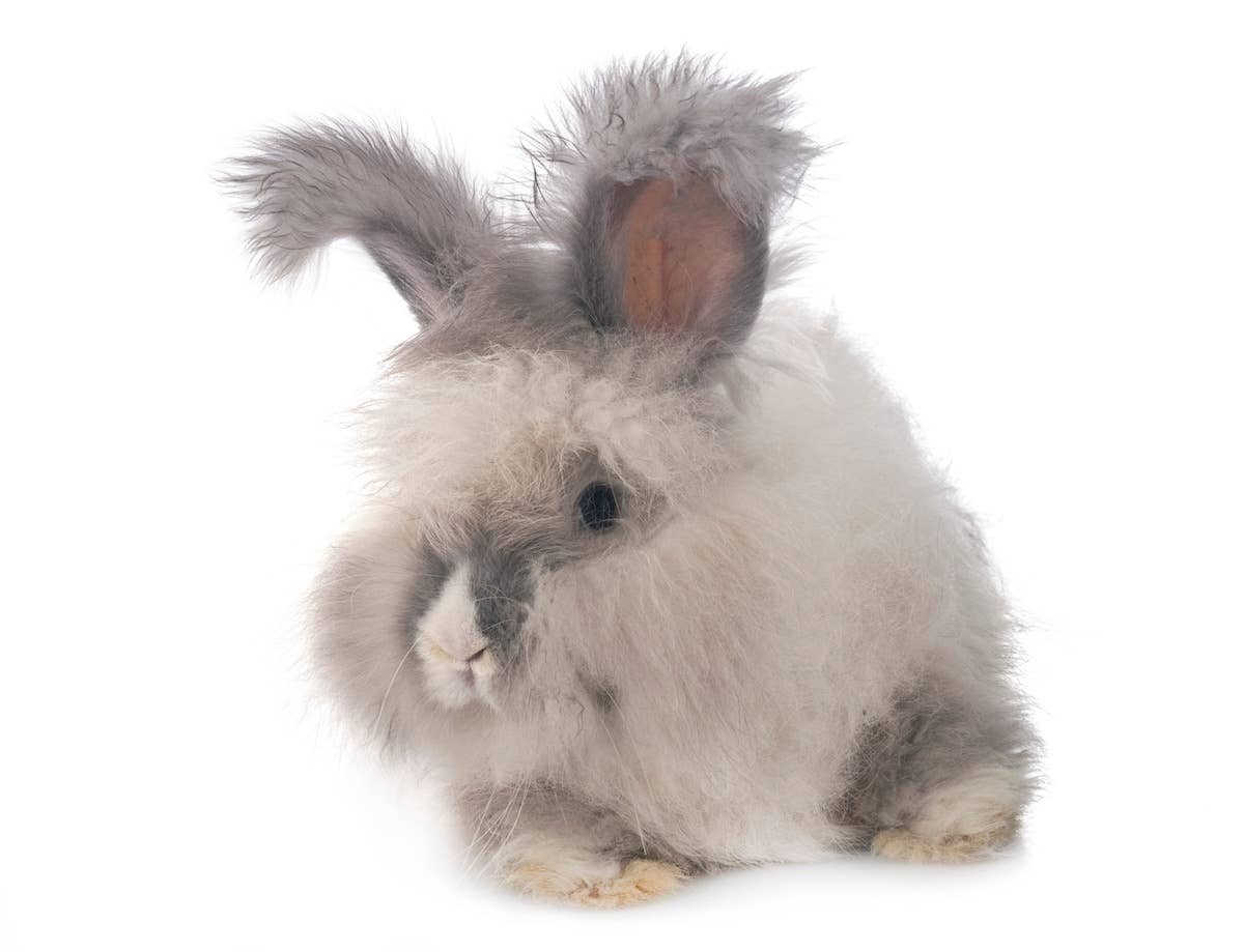 Toothless Bunny Rabbit Toothless Senior Yorkie Looks Like a Cross Between a Cockatoo and a ...
