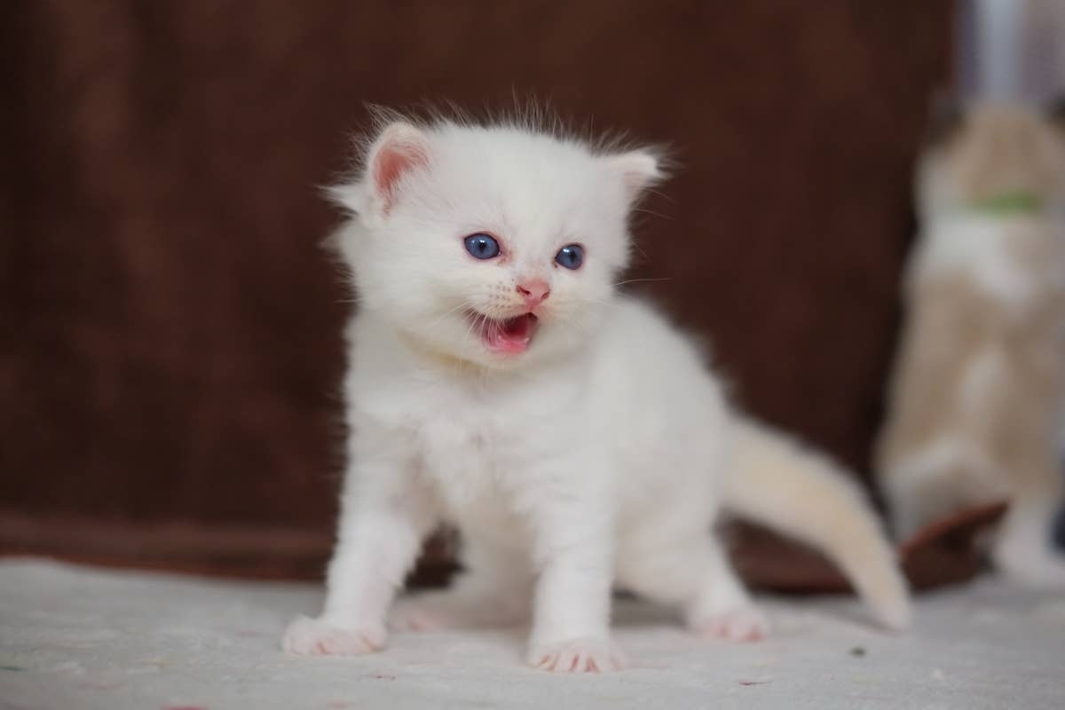 Gigantic Ragdoll Cat the 'Size of a House' Lets Eager Little Sis Win ...