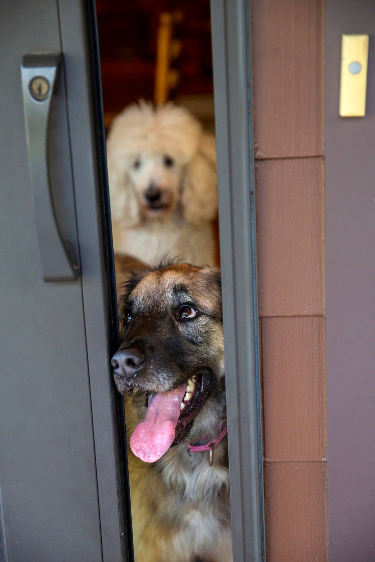 5 Signs Your Dog Never Forgets You, Says Researcher - Parade Pets