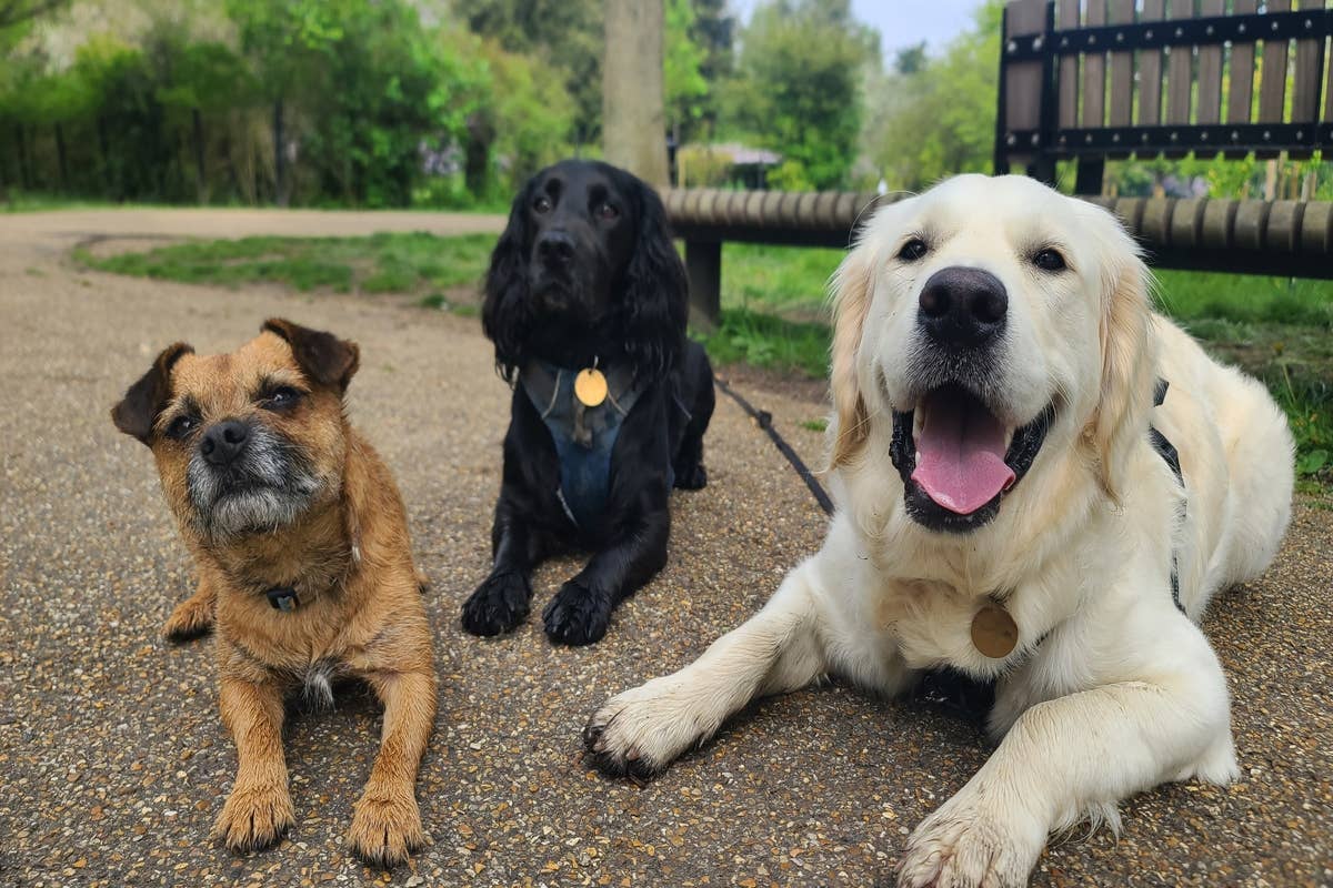 Senior Dog Adoption Event Showcases the Sweetest Faces You'll Ever See ...